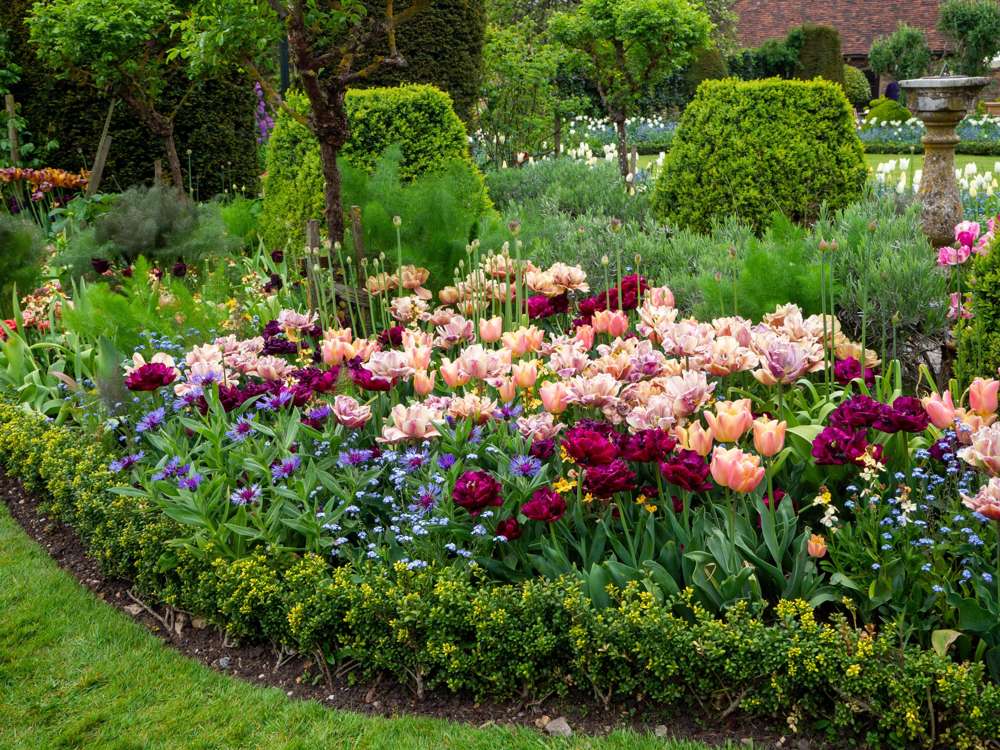 Tulipanblanding 'Katja'